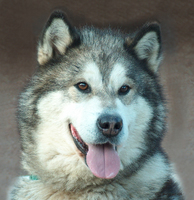 Nuch NTch Najanin's Eager Felix (1994 - 2005)